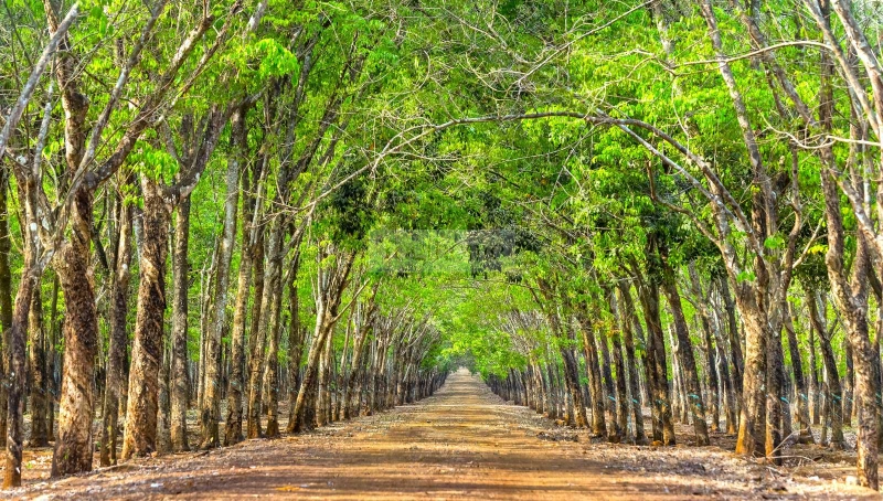 gỗ cao su tự nhiên cao cấp